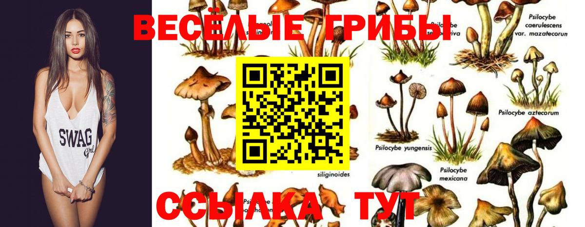 Псилоцибиновые грибы MAGIC MUSHROOMS Тутаев